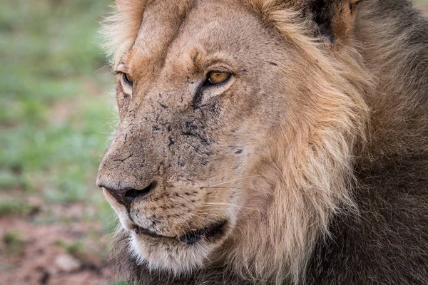 Perfil lateral de un león macho . — Foto de Stock
