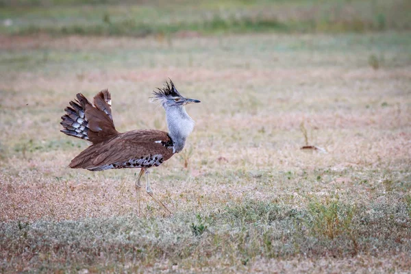 Kori bustard displaying in the grass. — Stock Photo, Image