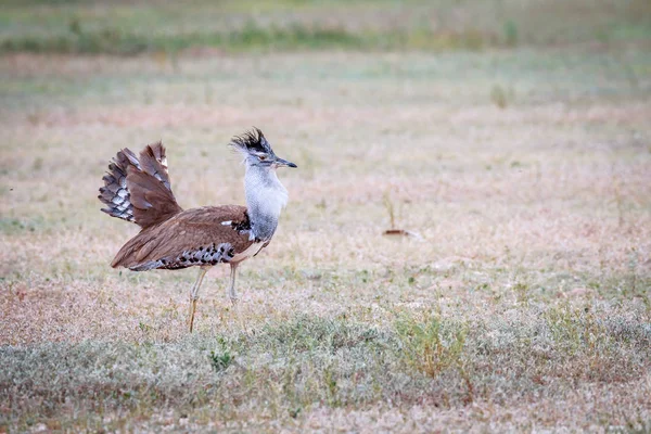 Kori bustard exibindo na grama . — Fotografia de Stock