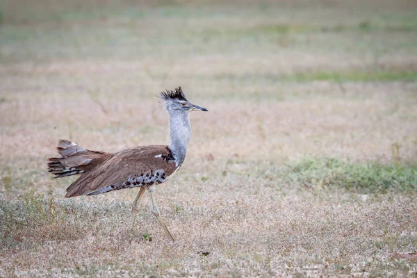 Kori bustard andando na grama . — Fotografia de Stock