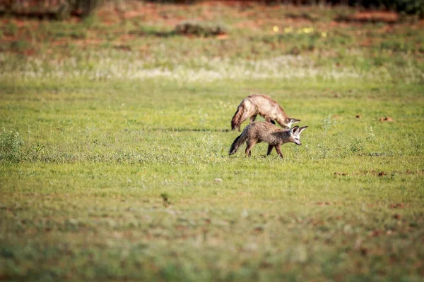 Twee Bat-eared vosjes wandelen in het gras. — Stockfoto