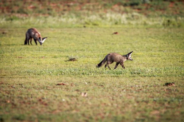 Dos zorros con orejas de murciélago caminando por la hierba . —  Fotos de Stock