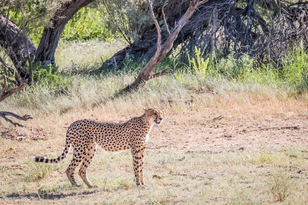 Gepard stojící v trávě. — Stock fotografie