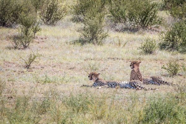 草に置く 2 つのチーター. — ストック写真