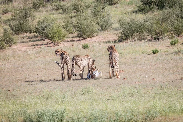 Bir bebekle çitalar Springbok öldürmek. — Stok fotoğraf
