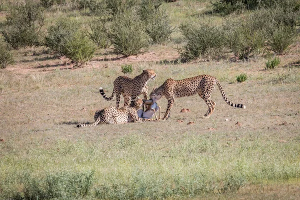 Bir bebekle çitalar Springbok öldürmek. — Stok fotoğraf