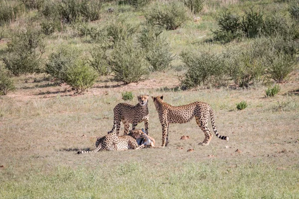 Geparder med en baby Springbok döda. — Stockfoto