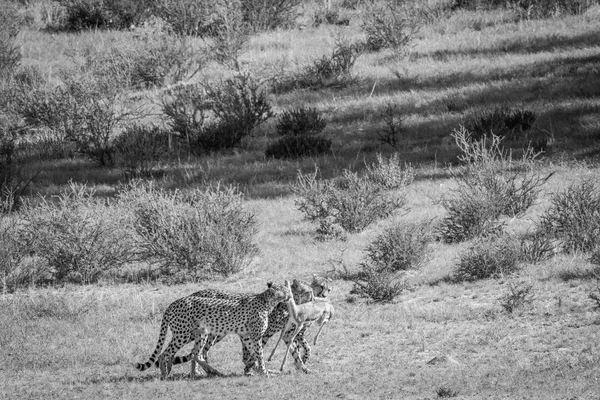 Ghepardi con un bambino Springbok uccidere . — Foto Stock