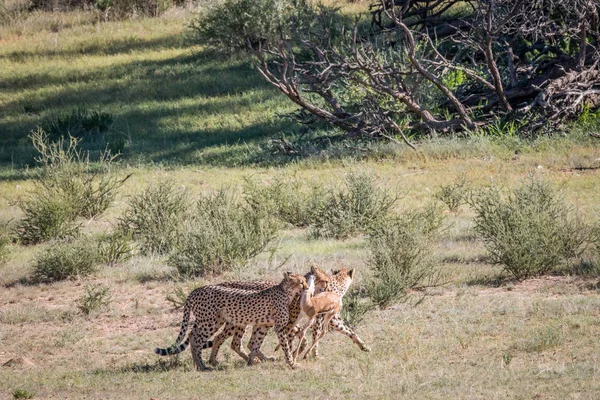Gepardi s dítětem Springbok zabít. — Stock fotografie