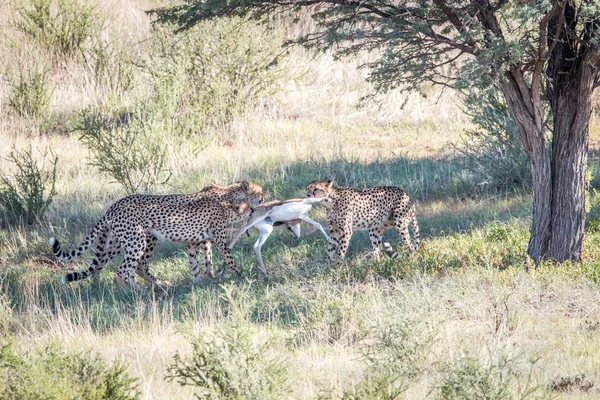 Gepardi s dítětem Springbok zabít. — Stock fotografie
