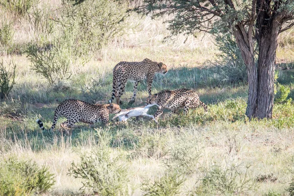 Cheetahs com um bebê Springbok matar . — Fotografia de Stock