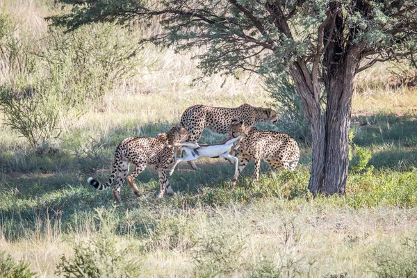 Gepardi s dítětem Springbok zabít. — Stock fotografie