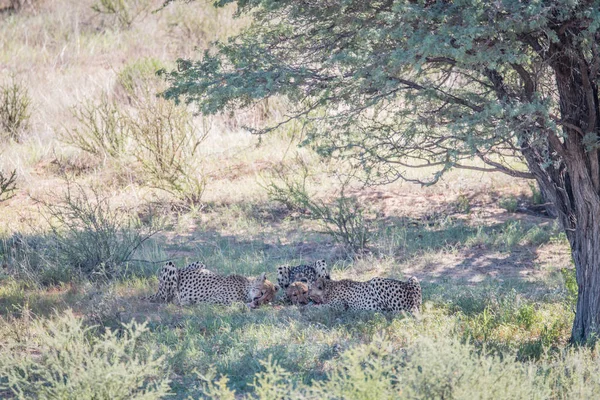 Három gepárdok táplálkozó Springbok kill. — Stock Fotó