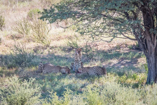 Três Cheetahs alimentando-se de uma morte Springbok . — Fotografia de Stock