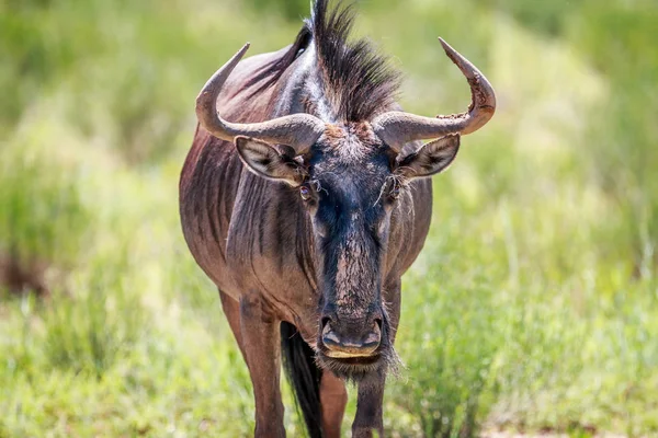 Blue Wildebeest estrelando a câmera . — Fotografia de Stock