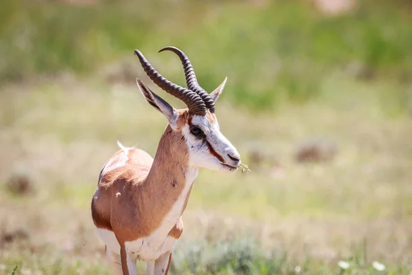 Profilo laterale di uno Springbok . — Foto Stock