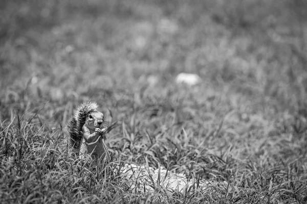 Scoiattolo a terra che mangia erba in bianco e nero . — Foto Stock