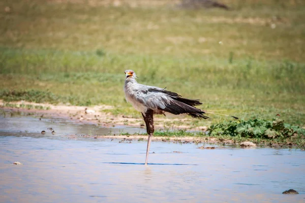 Secrétaire oiseau dans l'eau . — Photo