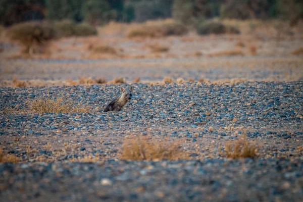 Iena bruna seduta nel deserto . — Foto Stock