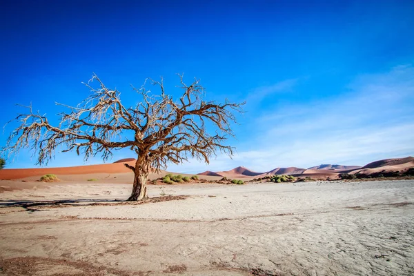 Dead tree in Sossusvlei desert. — Stock Photo, Image