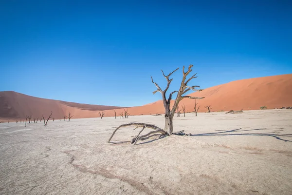 Döda träd i Sossusvlei desert. — Stockfoto