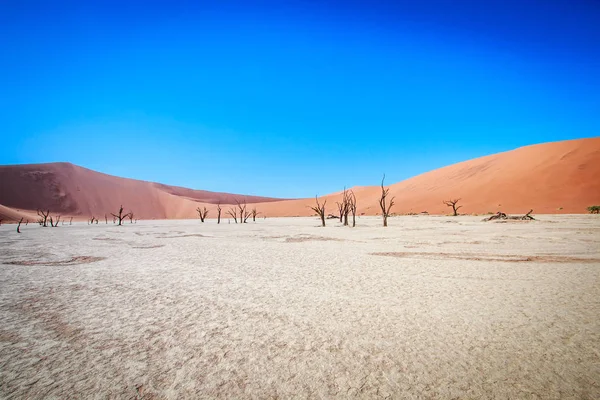 Toter Baum in der Wüste Sossusvlei. — Stockfoto