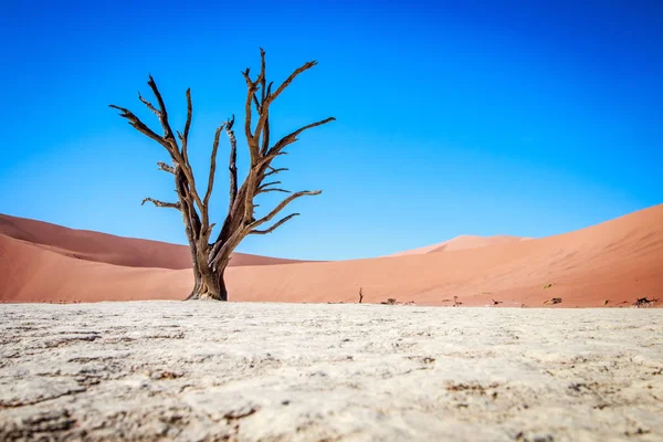 Dead tree in Sossusvlei desert. — Stock Photo, Image