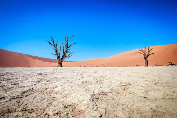 在 Sossusvlei 沙漠死树. — 图库照片