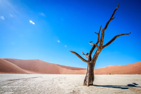 Halott fa Sossusvlei sivatagban. — Stock Fotó