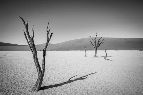 Mrtvý strom v Sossusvlei v černé a bílé. — Stock fotografie