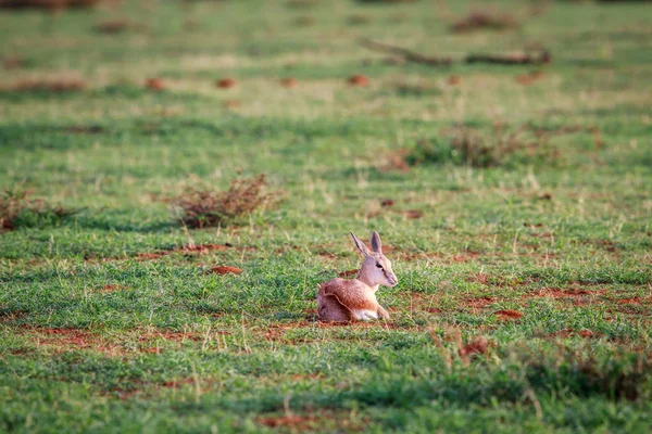 Μωρό Springbok τοποθέτηση στο γρασίδι. — Φωτογραφία Αρχείου