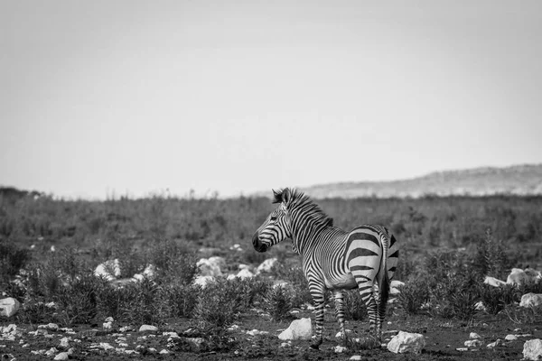 Perfil lateral de uma Zebra em preto e branco . — Fotografia de Stock