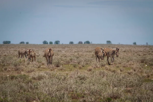 Grupo de Zebras caminhando em direção à câmera . — Fotografia de Stock