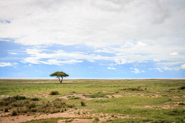 Одинокое дерево в Этоше
.
