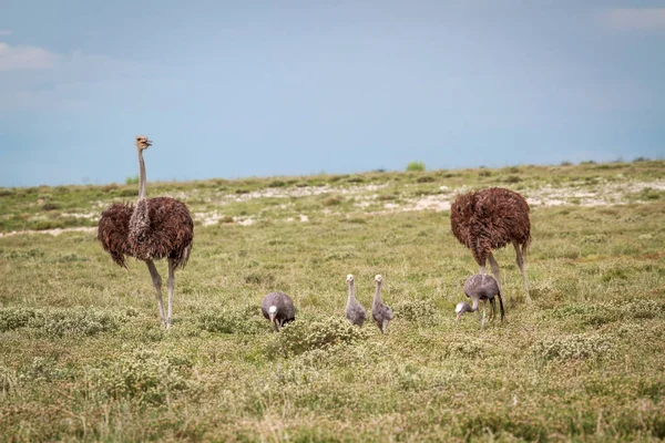 Family of Blue cranes with two Ostriches. — Stock Photo, Image