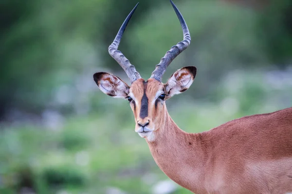 Hane svart-faced impala huvudrollen på kameran. — Stockfoto