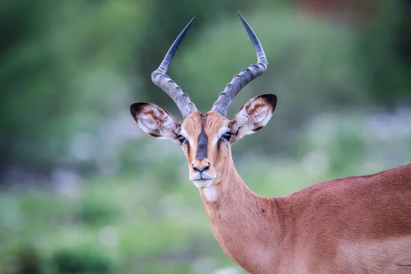 Masculino preto-enfrentou impala estrelando para o câmara . — Fotografia de Stock
