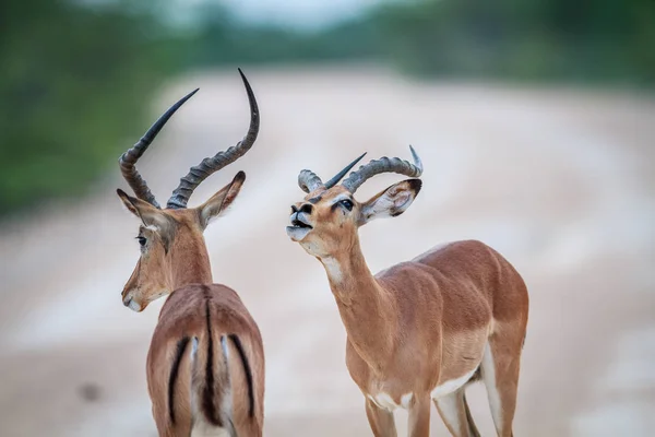 Schwarzgesichtiger Impala fordert ein anderes Männchen heraus. — Stockfoto