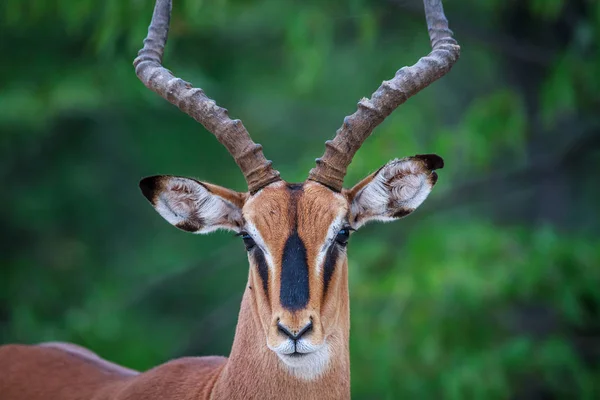 Male Black-faced impala starring at the camera. — Stock Photo, Image