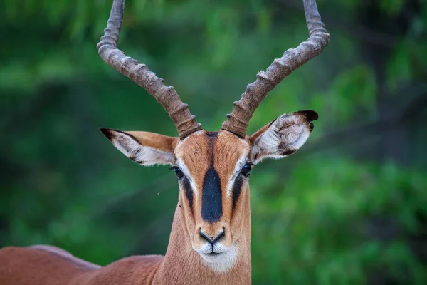 Samec černý-stál před impala hrají na kameru. — Stock fotografie