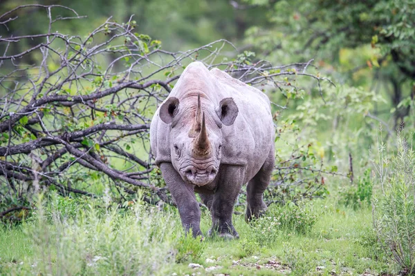 Nosorožec dvourohý hrají na kameru. — Stock fotografie
