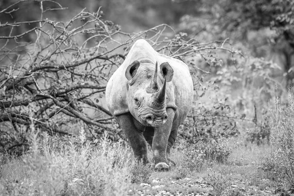 Чорний носоріг в головній ролі в камері . — стокове фото