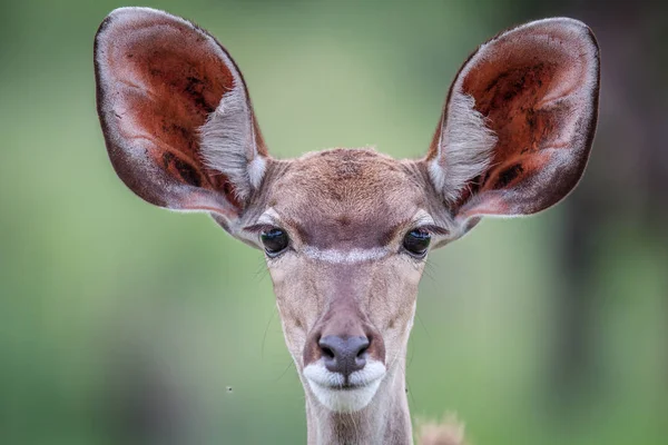 Stjärnmärka kvinnliga Kudu. — Stockfoto