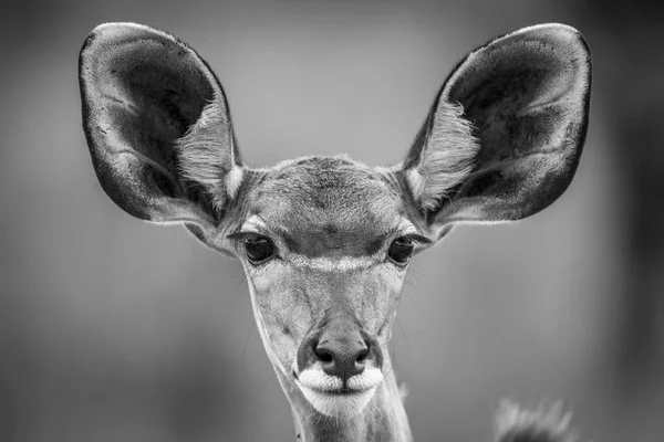 Starring female Kudu in black and white.