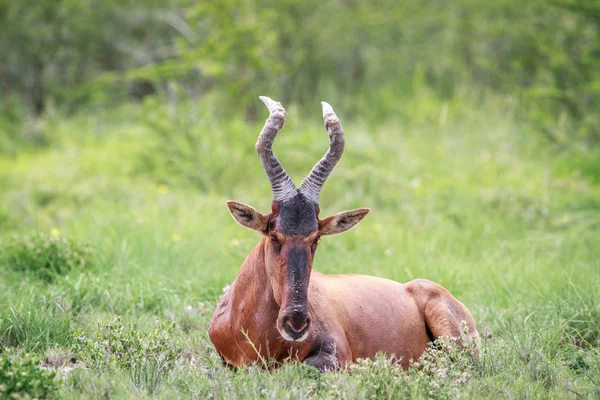 Kırmızı hartebeest çim döşeme. — Stok fotoğraf