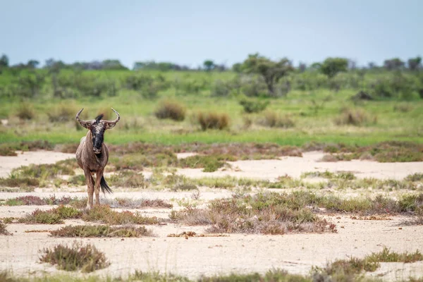 Wildebeest azul protagonizada por la cámara . —  Fotos de Stock