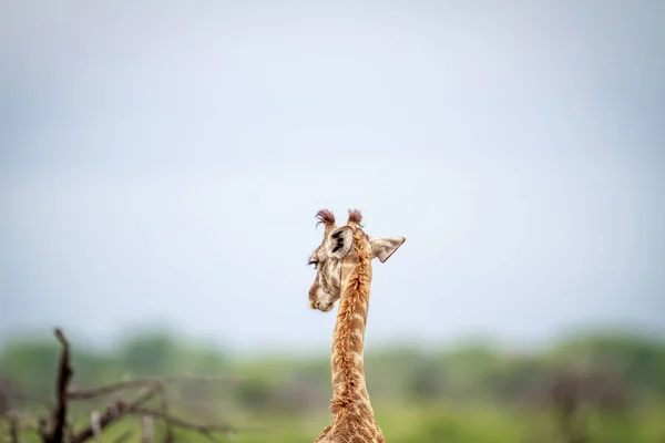 Jovem Girafa por trás . — Fotografia de Stock