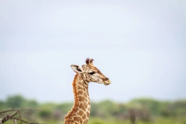 Perfil lateral de una jirafa joven . — Foto de Stock