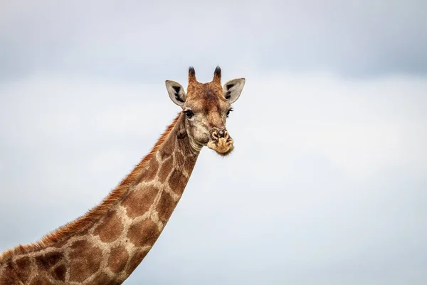 Jirafa mirando a la cámara. — Foto de Stock