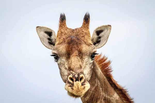 Jirafa mirando a la cámara. — Foto de Stock